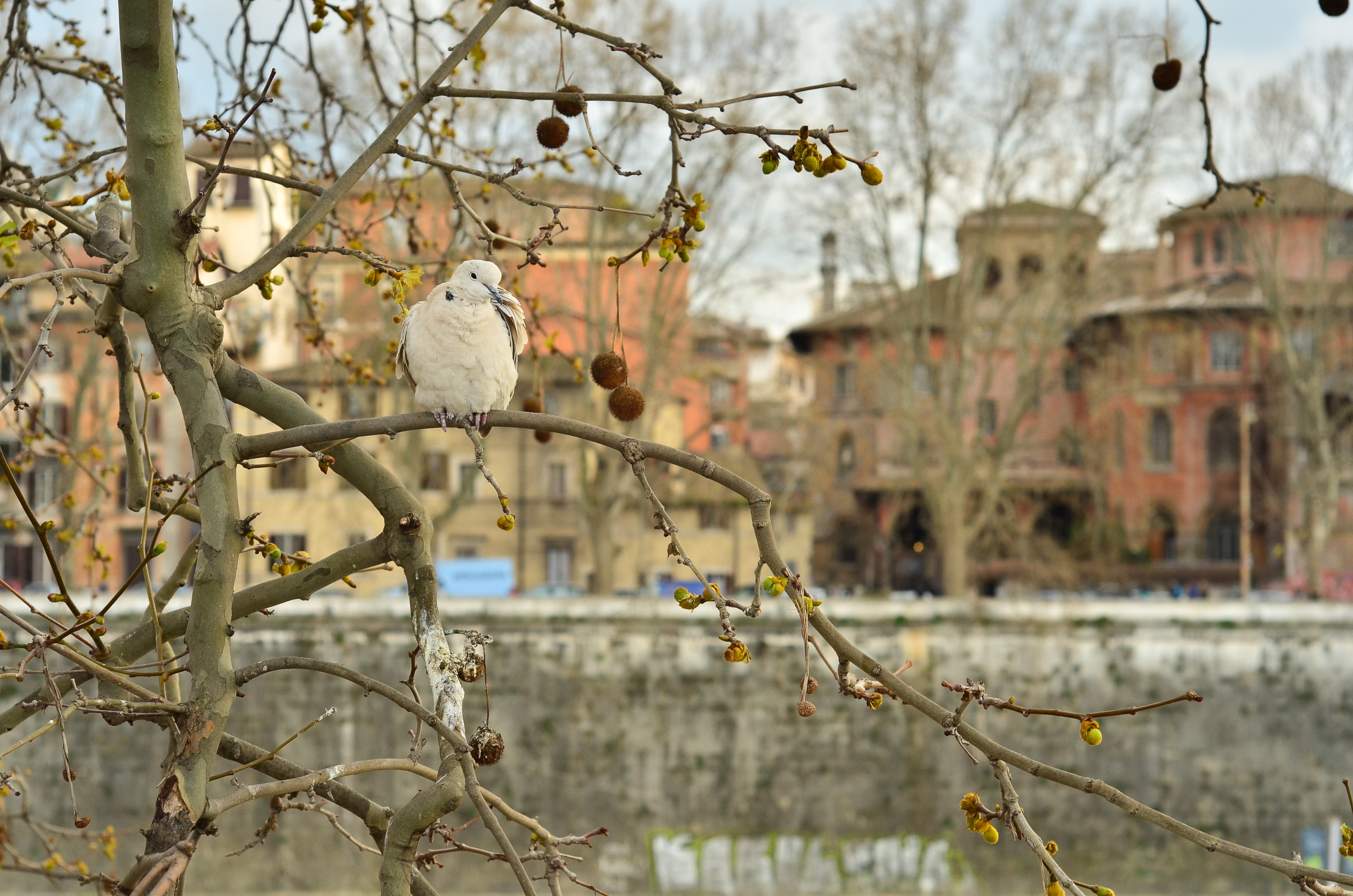 Lungotevere